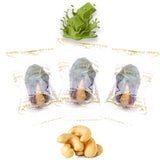 Luxury Khedri Dates Stuffed with Nuts & Half-Dipped in Matcha Chocolate (Wrapped)