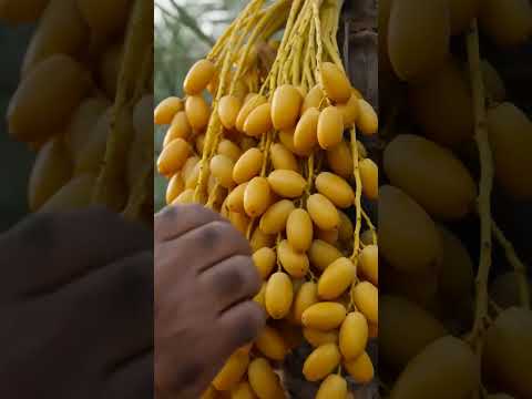 Local Yellow Fresh Harvest Dates 700g