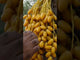Local Yellow Fresh Harvest Dates 700g